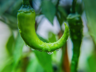 彭州食堂蔬菜配送公司哪家好配置说明与选择建议